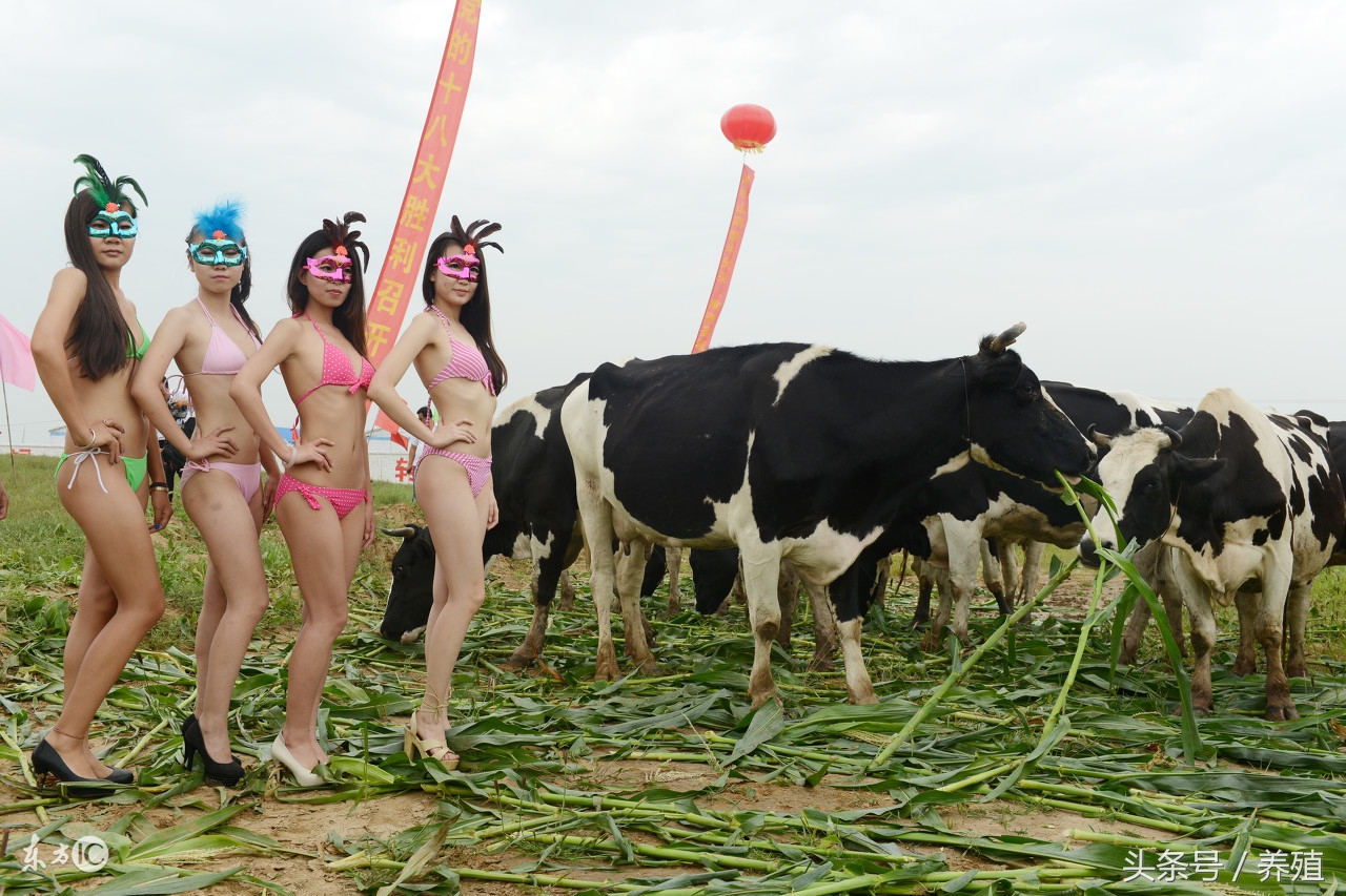 奶牛养殖疾病防治方法,奶牛养殖业应对大风措施