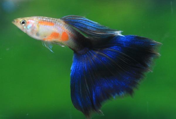 5种常见热带鱼养殖品种介绍图,热带鱼养殖指南教你养好热带鱼