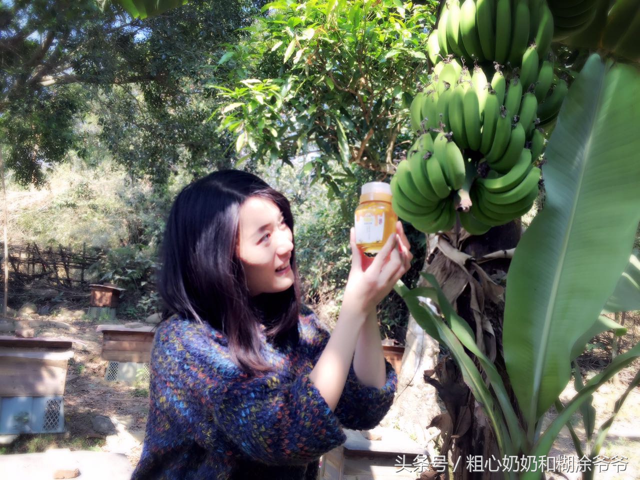 原生态土蜂鸭脚木冬蜜,土蜂鸭脚木冬蜜价格表