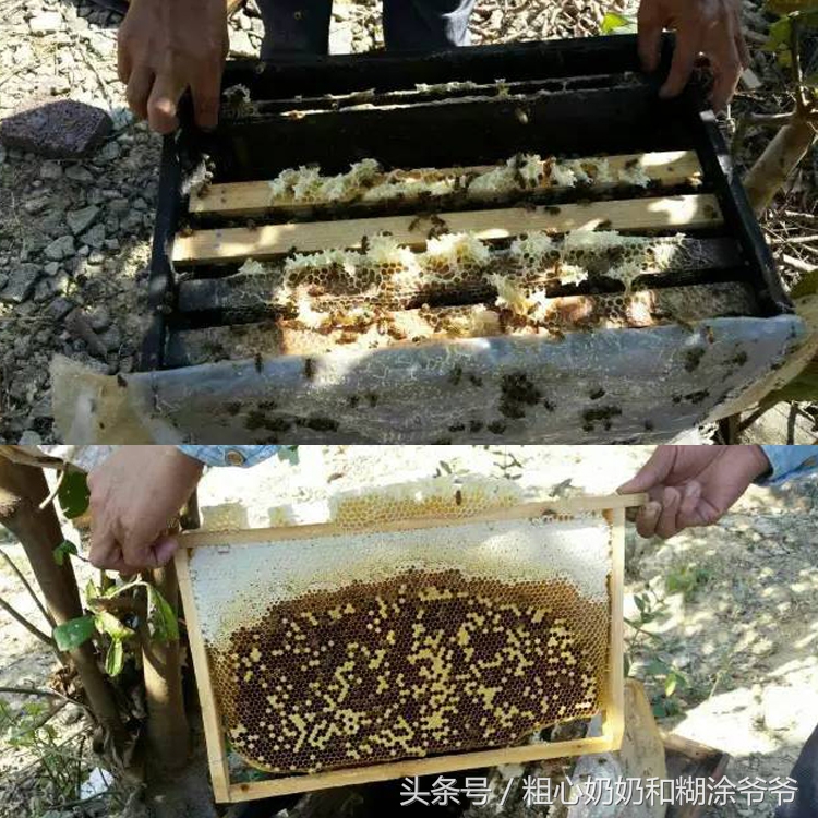 原生态土蜂鸭脚木冬蜜,土蜂鸭脚木冬蜜价格表