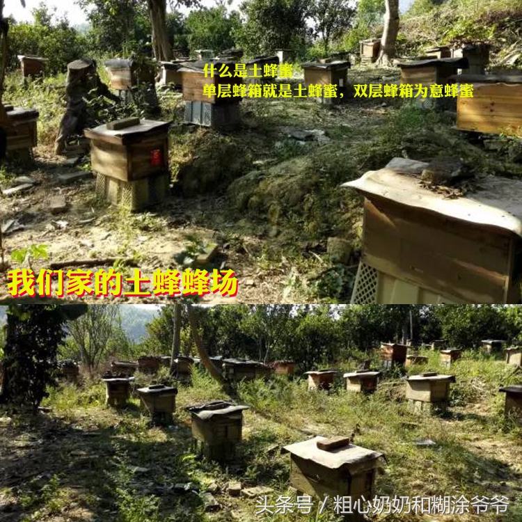 原生态土蜂鸭脚木冬蜜,土蜂鸭脚木冬蜜价格表