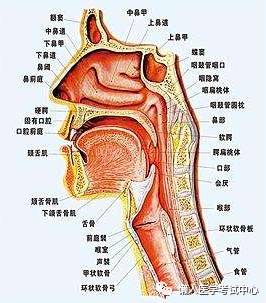 解剖学姿势顺口溜,解剖实验害怕怎么办