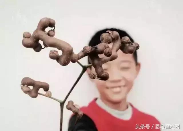 恩施山里野果小时候的味道,恩施野果大全