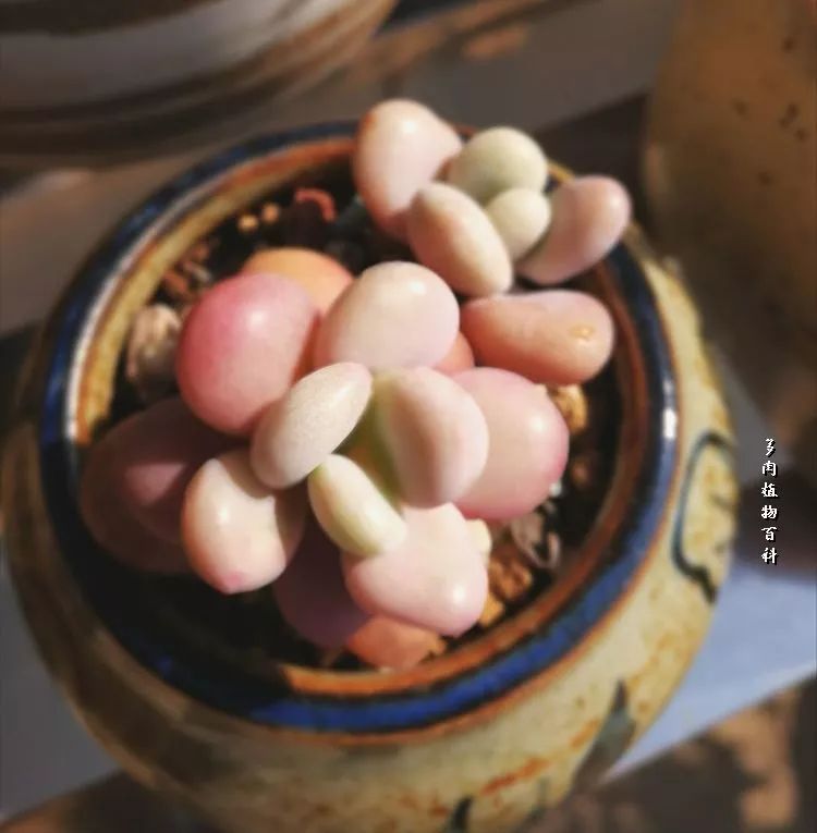 与多肉作伴,与多肉相伴的视频