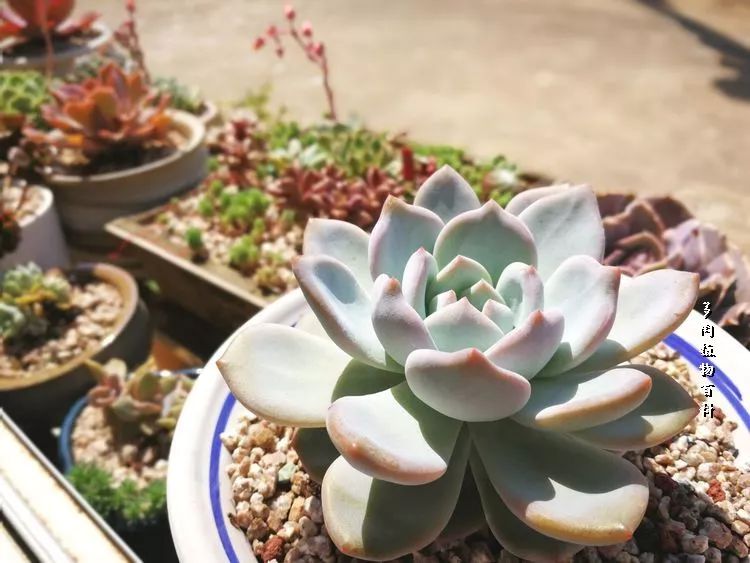 与多肉作伴,与多肉相伴的视频