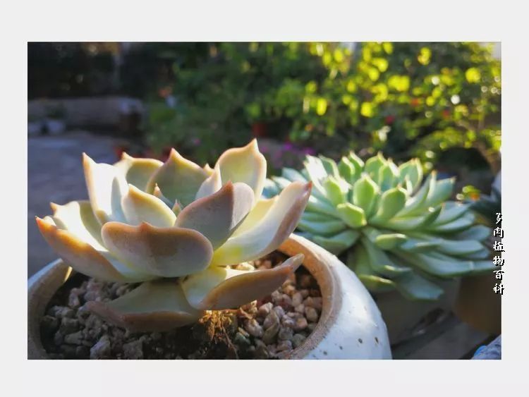 与多肉作伴,与多肉相伴的视频