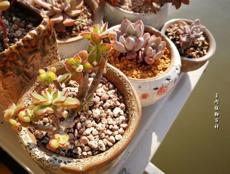 与多肉作伴,与多肉相伴的视频