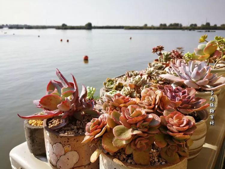 与多肉作伴,与多肉相伴的视频