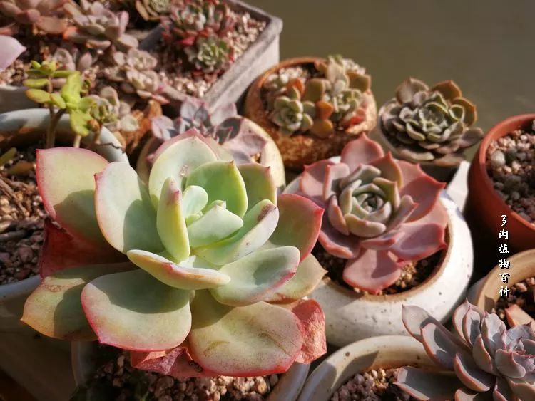 与多肉作伴,与多肉相伴的视频