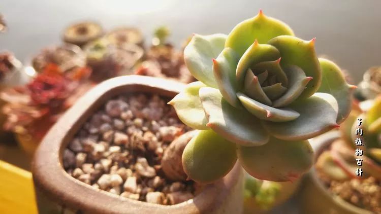 与多肉作伴,与多肉相伴的视频