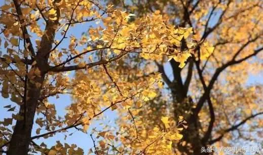 昆十怎么样,昆十中教学质量如何