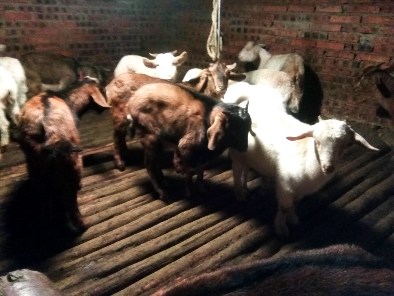 晚上吃烤全羊真实视频,这才是烤全羊的正确打开方式