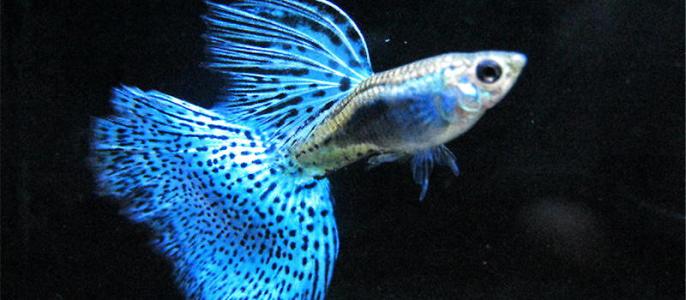 5种常见热带鱼养殖品种介绍图,热带鱼养殖指南教你养好热带鱼