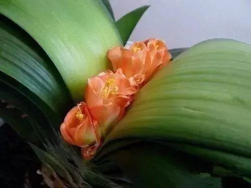 君子兰夹箭了怎样才能长出来,君子兰夹箭怎样处理就能抽箭开花