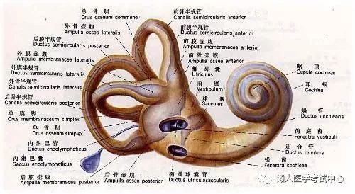 解剖学姿势顺口溜,解剖实验害怕怎么办