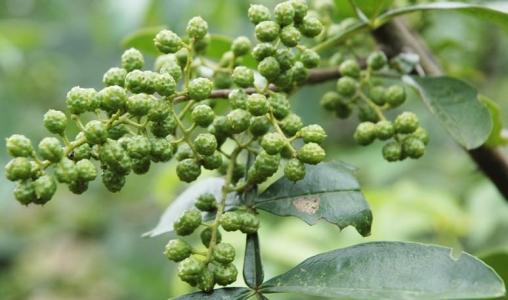 古代烹饪要哪些特殊调料,古人烧菜用什么香料