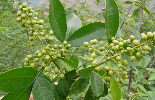 古代烹饪要哪些特殊调料,古人烧菜用什么香料