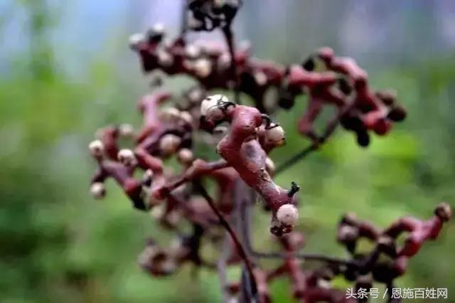 恩施山里野果小时候的味道,恩施野果大全