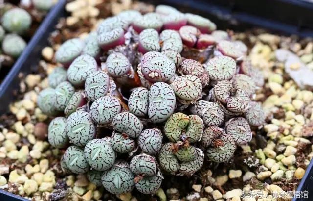 那些年，让*欲人**罢不能的屁屁！美呆了！