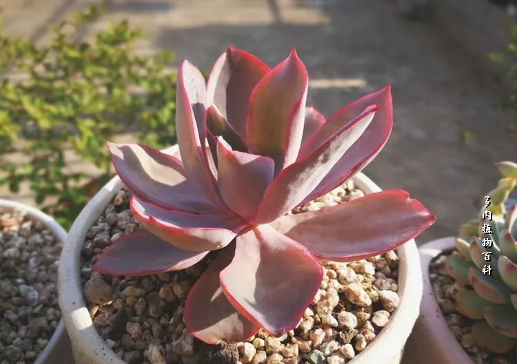 与多肉作伴,与多肉相伴的视频