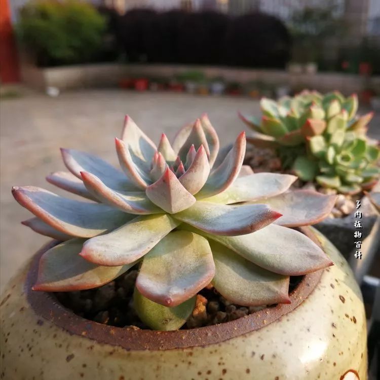 与多肉作伴,与多肉相伴的视频