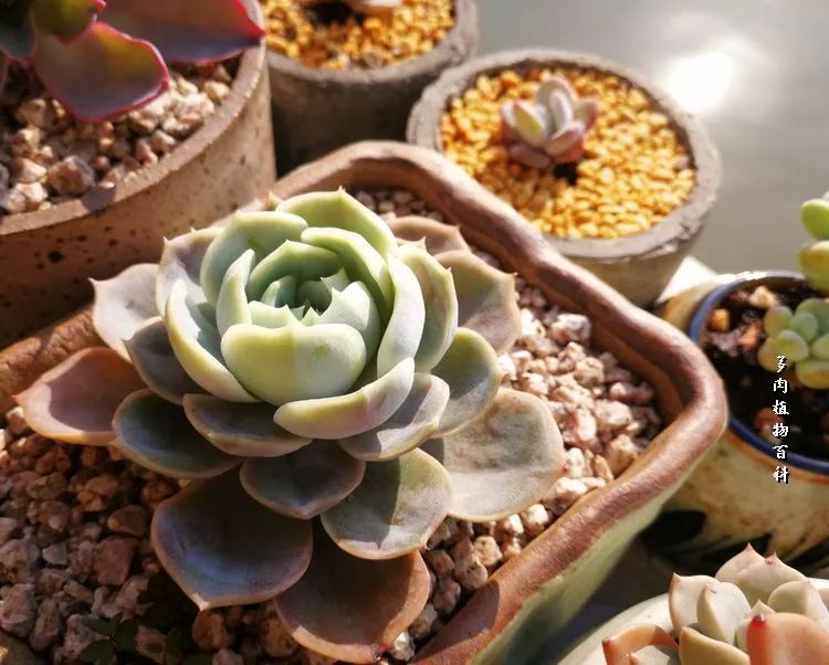 与多肉作伴,与多肉相伴的视频