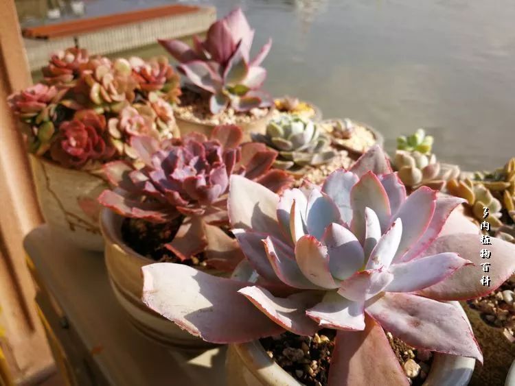 与多肉作伴,与多肉相伴的视频