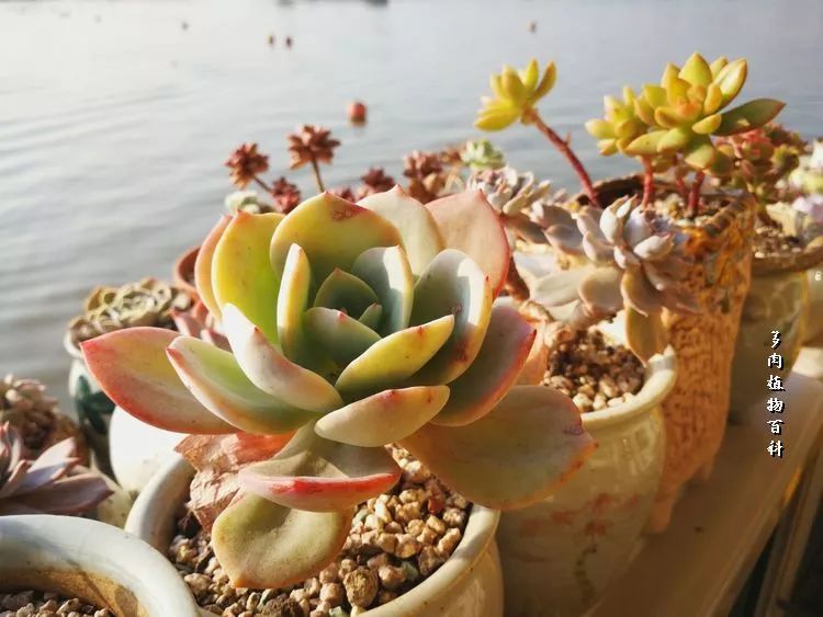 与多肉作伴,与多肉相伴的视频