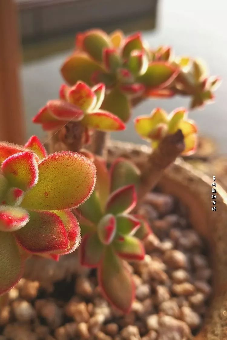 与多肉作伴,与多肉相伴的视频