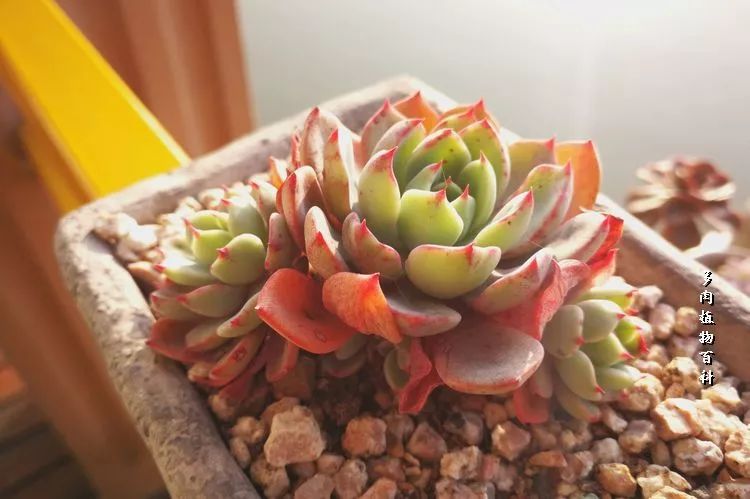 与多肉作伴,与多肉相伴的视频