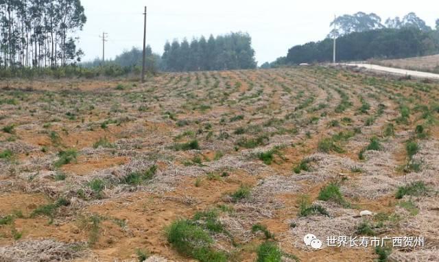 脱贫大变化美丽乡村展新颜,脱贫乡村翻天覆地的变化