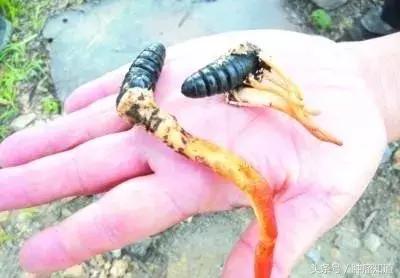 冬虫夏草吃多了有什么不良反应,冬虫夏草吃了会头昏吗