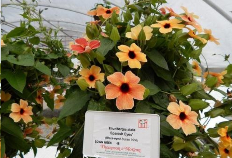 哪种藤本植物最好养,好养的藤本植物