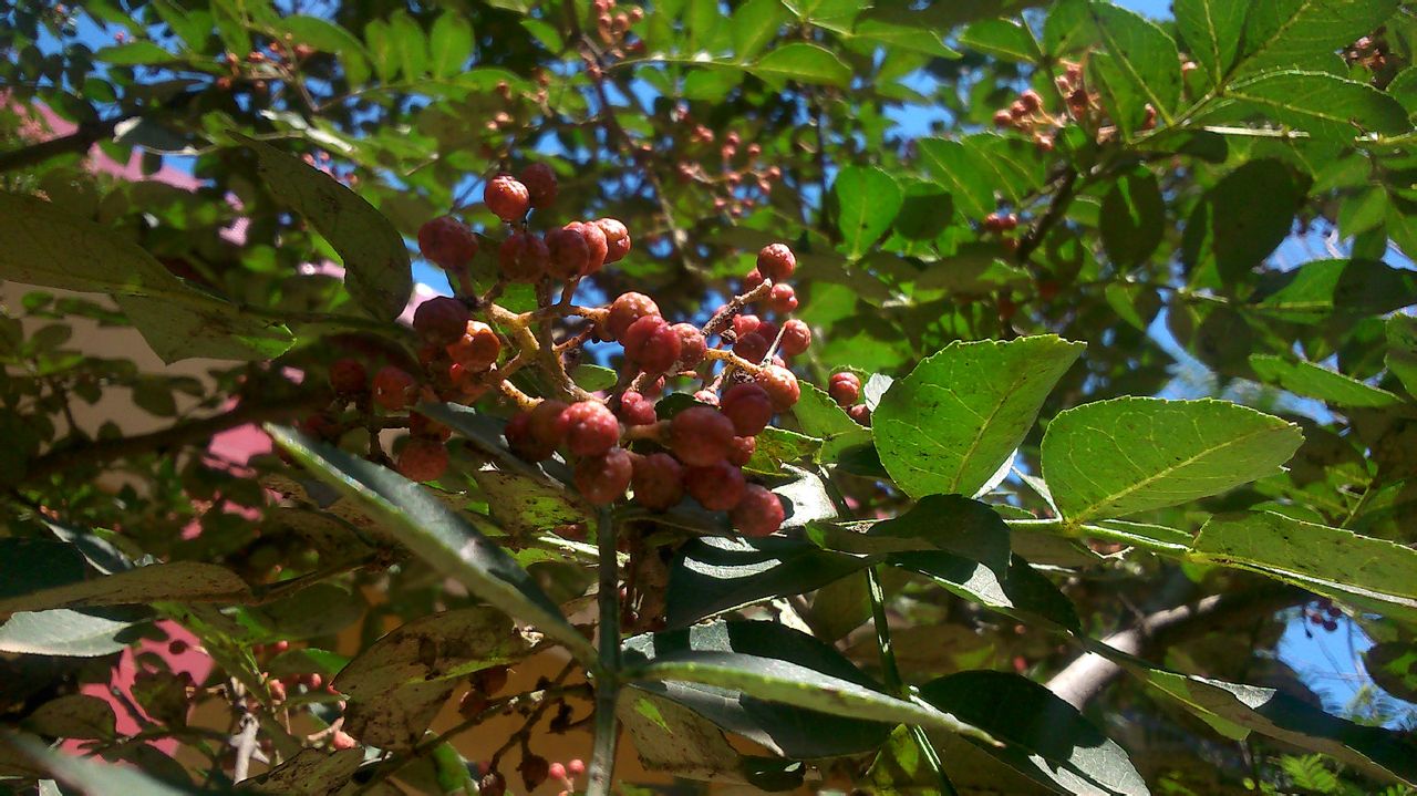 古代烹饪要哪些特殊调料,古人烧菜用什么香料