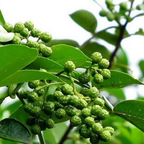 古代烹饪要哪些特殊调料,古人烧菜用什么香料