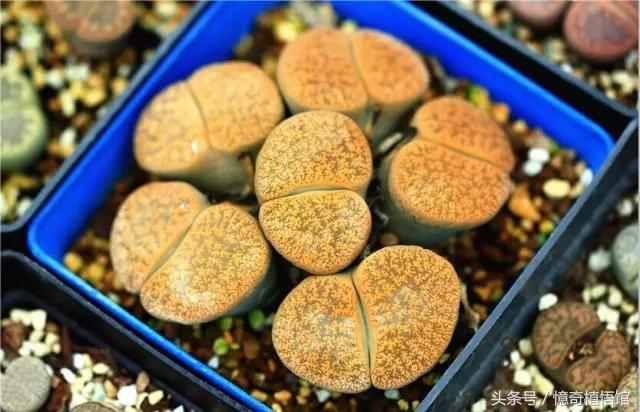 那些年，让*欲人**罢不能的屁屁！美呆了！