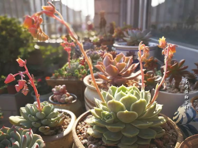 与多肉作伴,与多肉相伴的视频