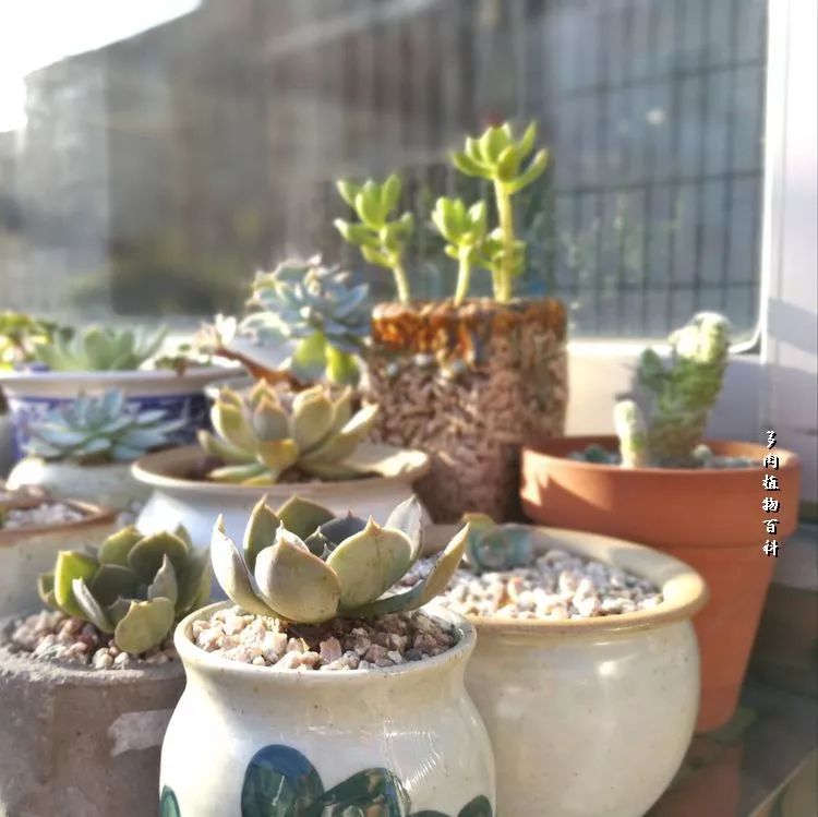 与多肉作伴,与多肉相伴的视频