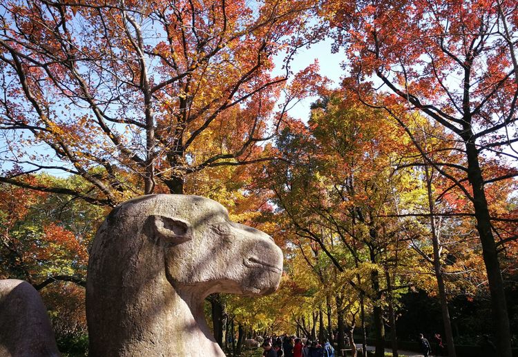 与多肉作伴,与多肉相伴的视频