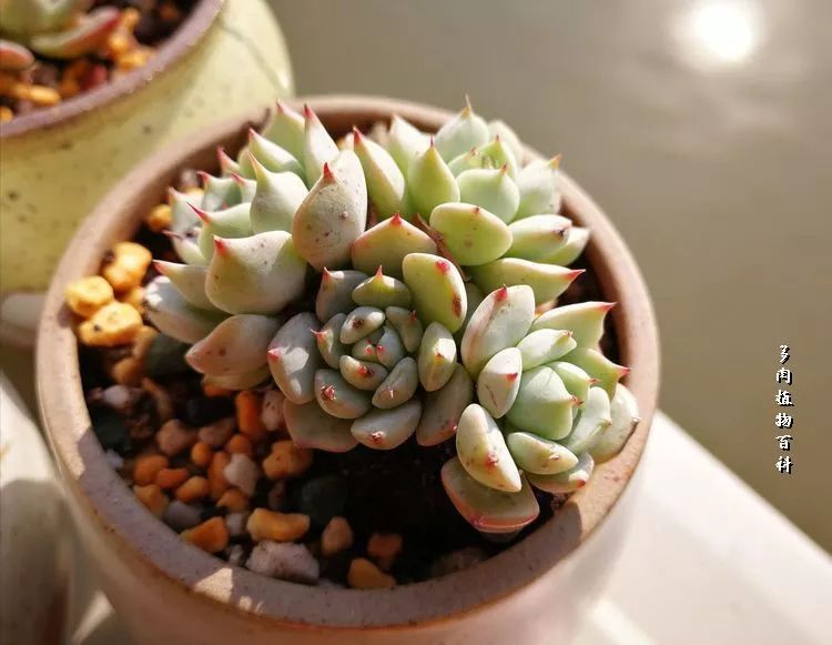 与多肉作伴,与多肉相伴的视频