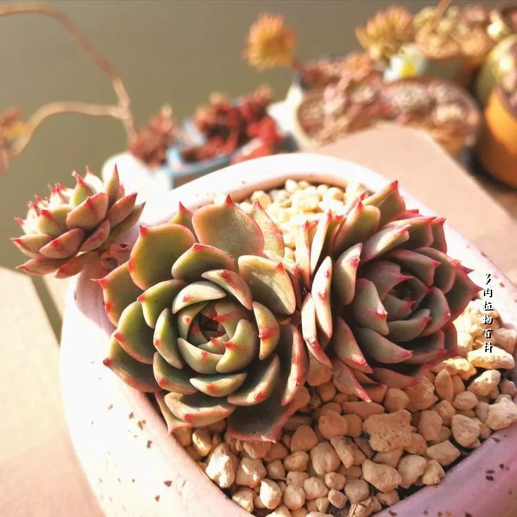 与多肉作伴,与多肉相伴的视频