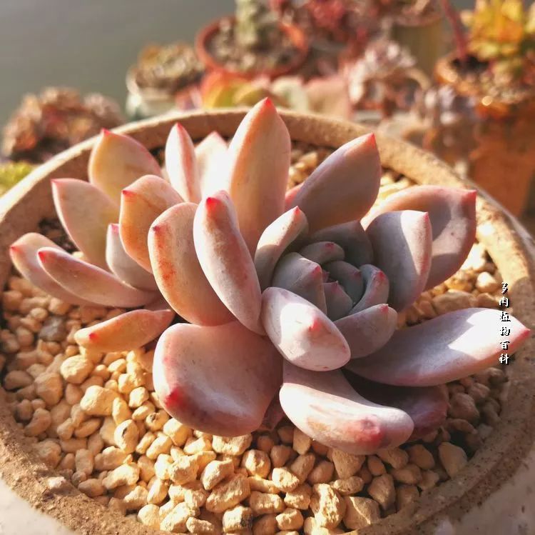 与多肉作伴,与多肉相伴的视频