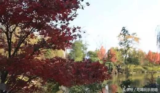 昆十怎么样,昆十中教学质量如何