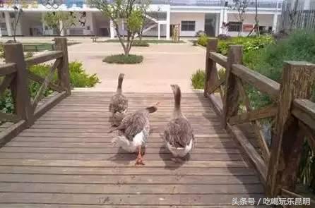 昆十怎么样,昆十中教学质量如何