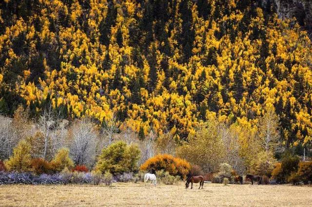去西藏工作值得去吗,去川藏工作有什么坏处