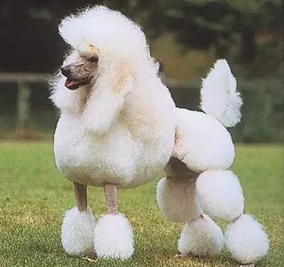 泰迪和贵宾分不清主人,泰迪贵宾脸好不好看