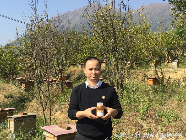 原生态土蜂鸭脚木冬蜜,土蜂鸭脚木冬蜜价格表