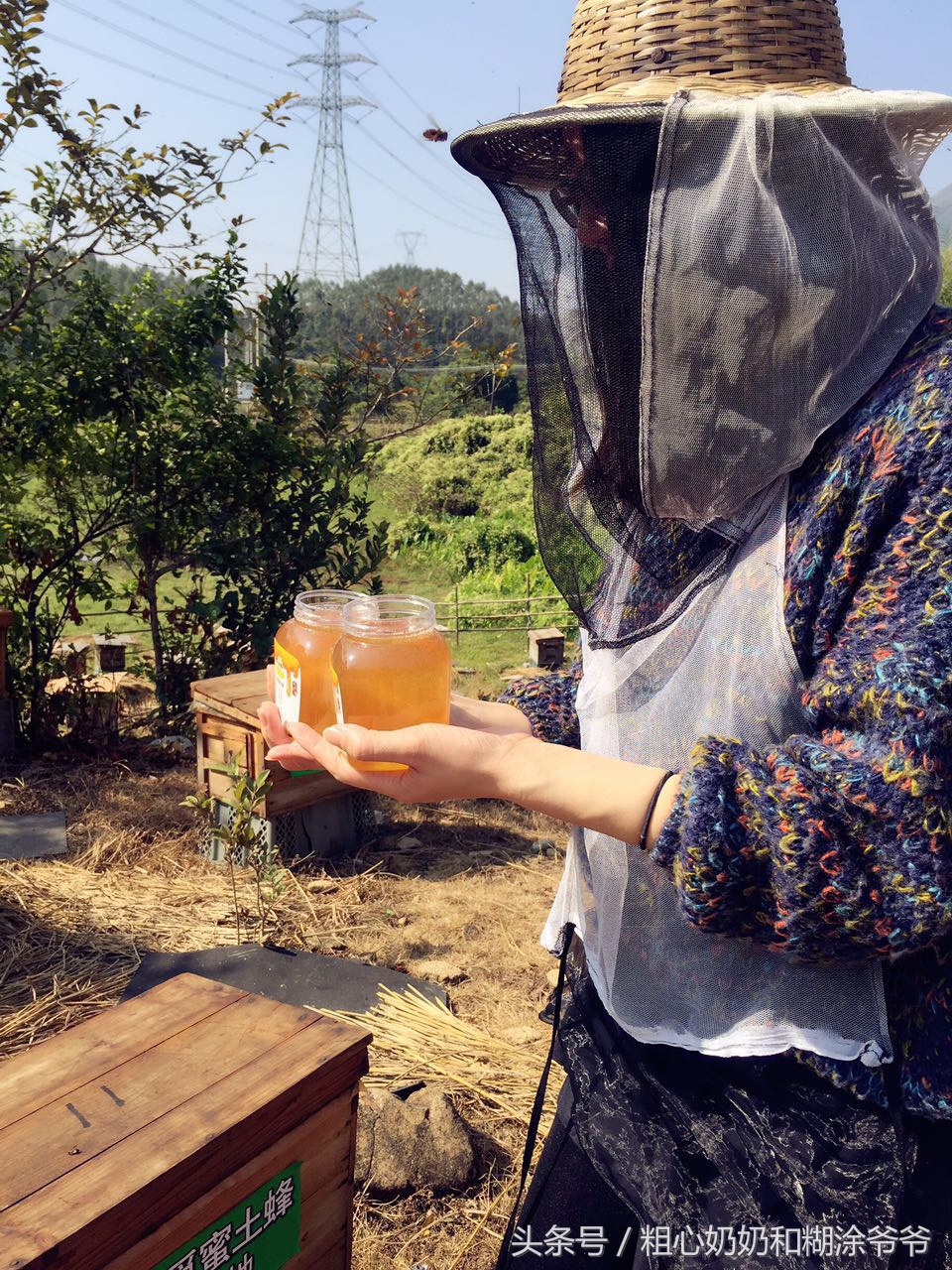 原生态土蜂鸭脚木冬蜜,土蜂鸭脚木冬蜜价格表