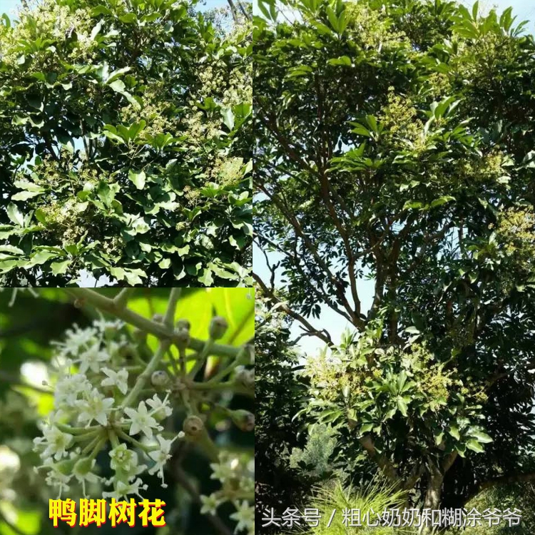 原生态土蜂鸭脚木冬蜜,土蜂鸭脚木冬蜜价格表