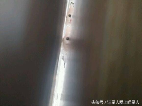 网友捡来小奶猫,饲养大半年后,男友依然冷血无情,将猫送走